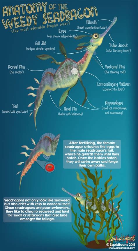 secragon|common seadragon anatomy.